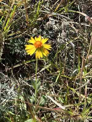 Bandanna daisy(Gaillardia coahuilensis)
