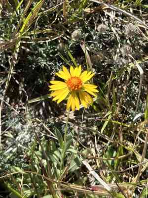 Bandanna daisy(Gaillardia coahuilensis)