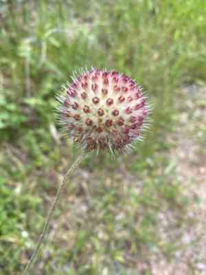 Perfumeballs(Gaillardia suavis)