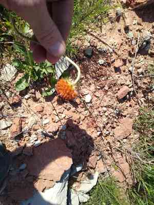 Perfumeballs(Gaillardia suavis)