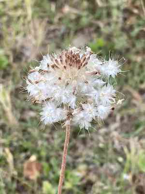 Perfumeballs(Gaillardia suavis)