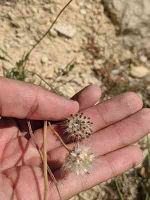 Perfumeballs(Gaillardia suavis)