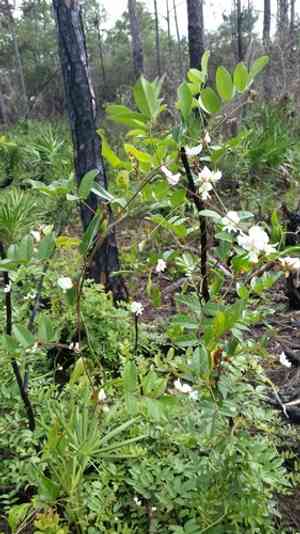 Elliott's milkpea(Galactia elliottii)