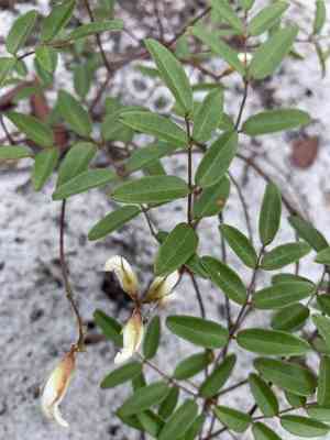 Elliott's milkpea(Galactia elliottii)