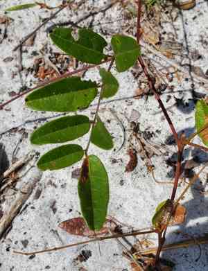 Elliott's milkpea(Galactia elliottii)