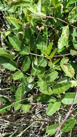 Elliott's milkpea(Galactia elliottii)