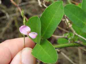 Downy milkpea(Galactia regularis)