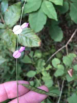 Downy milkpea(Galactia regularis)