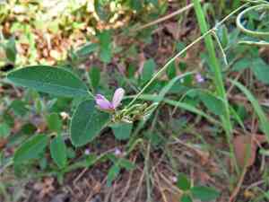 Downy milkpea(Galactia regularis)