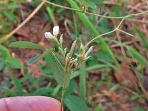 Downy milkpea(Galactia regularis)