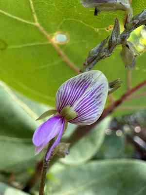 Florida hammock milkpea(Galactia striata)