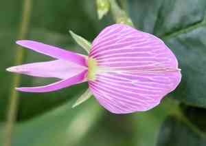 Florida hammock milkpea(Galactia striata)