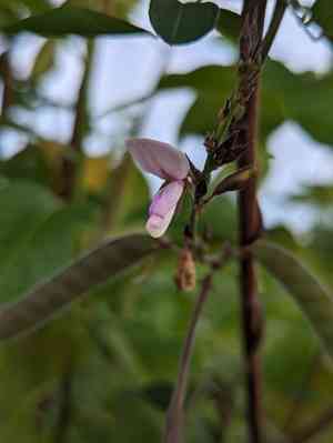 Florida hammock milkpea(Galactia striata)