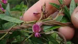 Florida hammock milkpea(Galactia striata)
