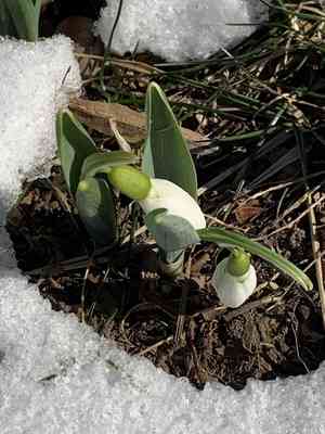Greater snowdrop(Galanthus elwesii)