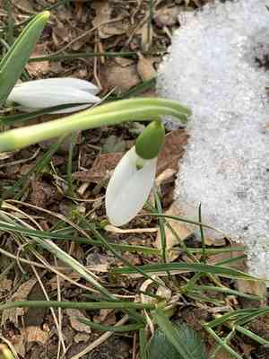 Greater snowdrop(Galanthus elwesii)