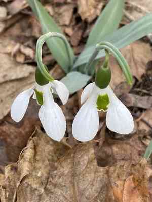 Greater snowdrop(Galanthus elwesii)