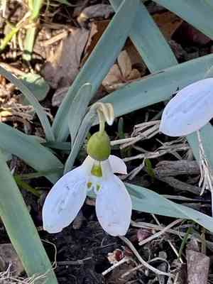 Greater snowdrop(Galanthus elwesii)