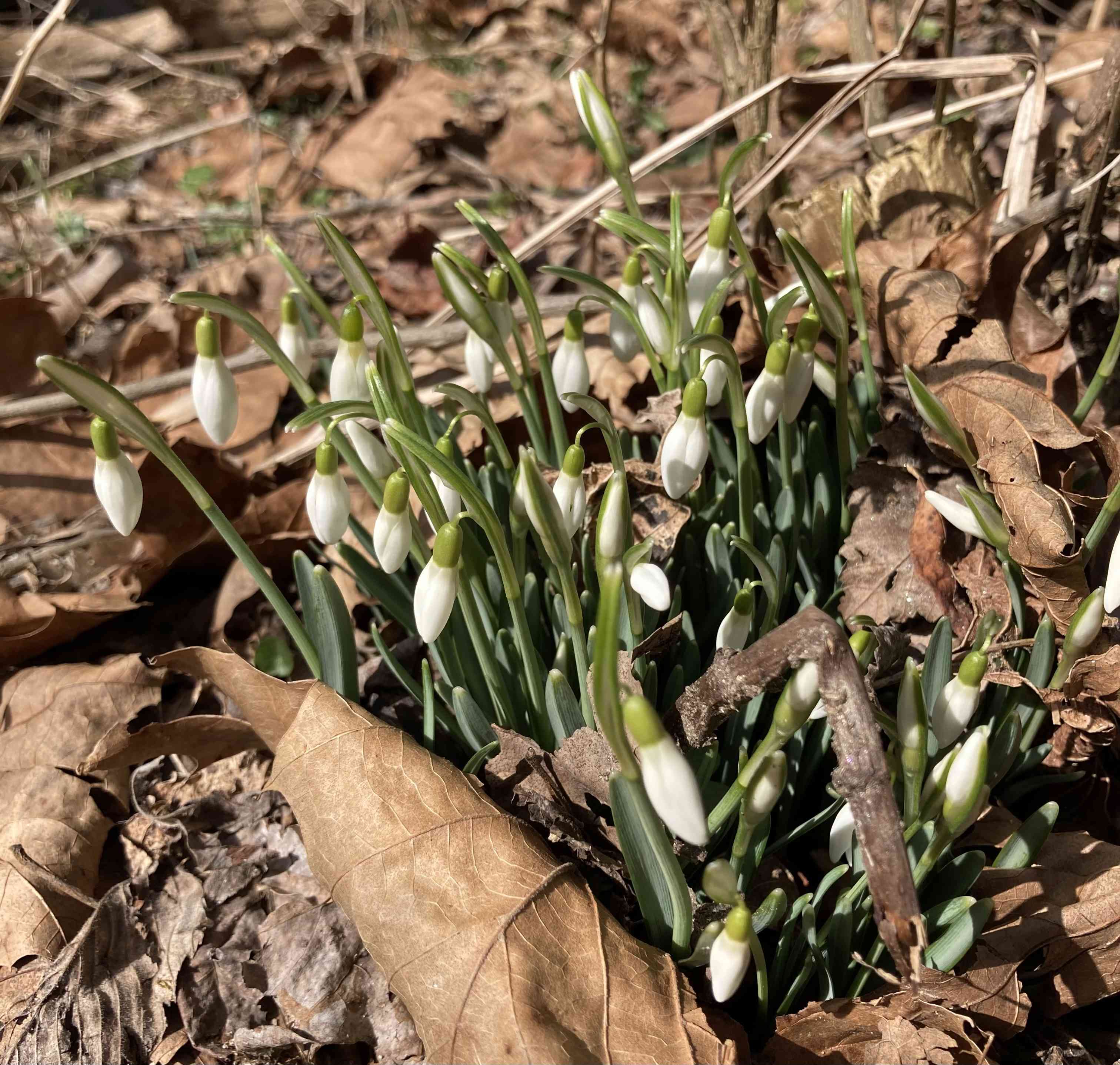 Snowdrop(Galanthus nivalis)