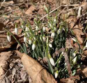 Snowdrop(Galanthus nivalis)