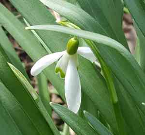 Snowdrop(Galanthus nivalis)