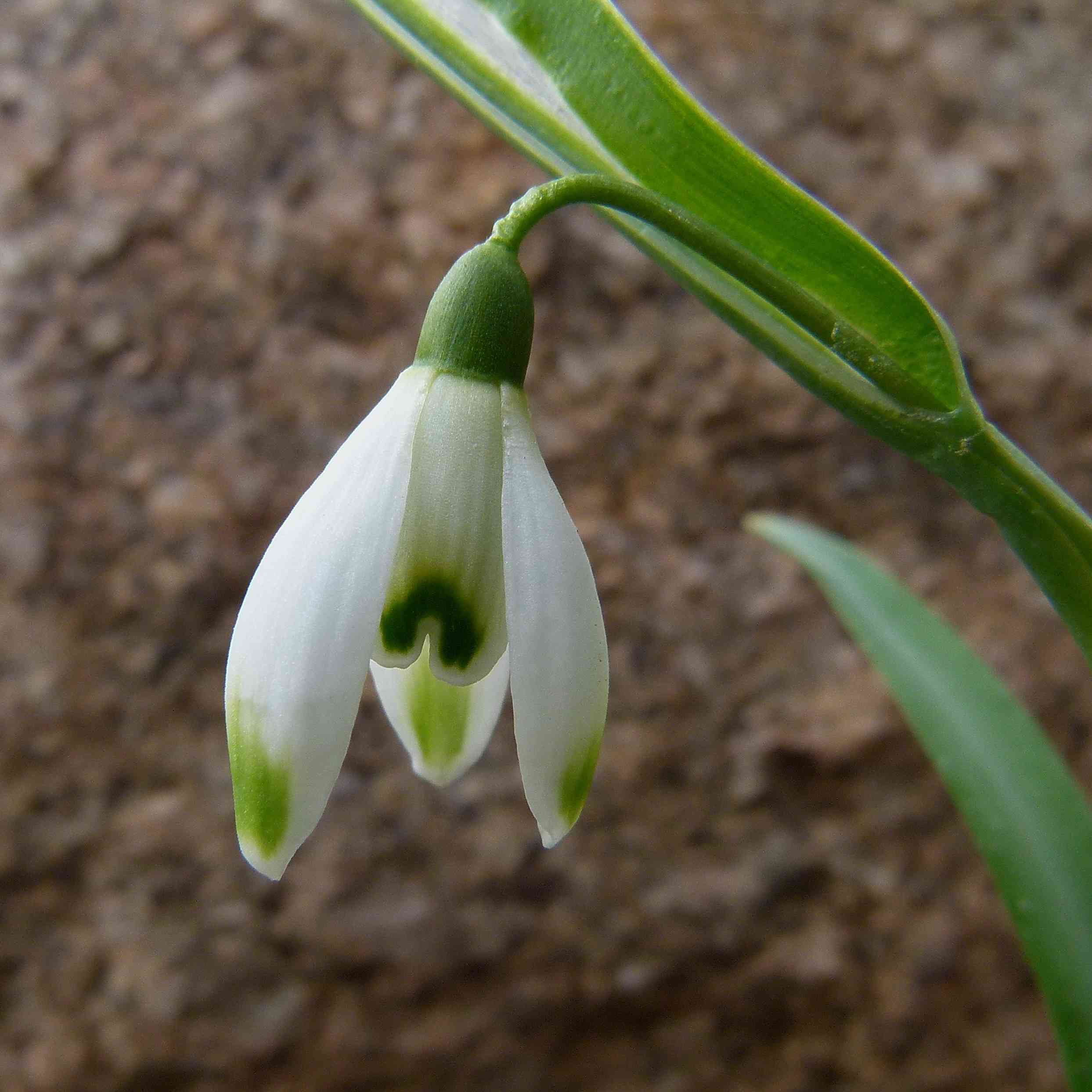 Snowdrop(Galanthus nivalis)