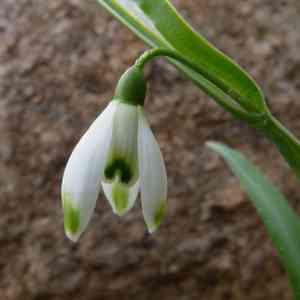 Snowdrop(Galanthus nivalis)