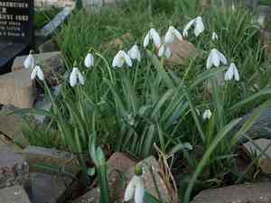 Snowdrops (Galanthus)(Galanthus)