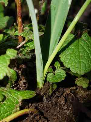 Snowdrops (Galanthus)(Galanthus)