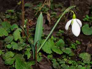 Snowdrops (Galanthus)(Galanthus)