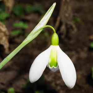 Snowdrops (Galanthus)(Galanthus)