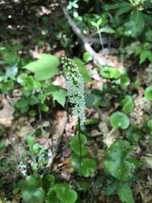 Beetleweed(Galax urceolata)