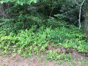 Beetleweed(Galax urceolata)