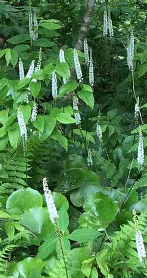 Beetleweed(Galax urceolata)