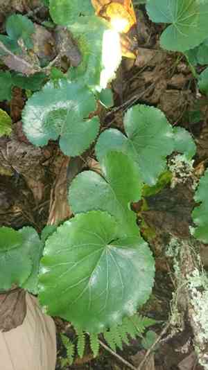 Beetleweed(Galax urceolata)