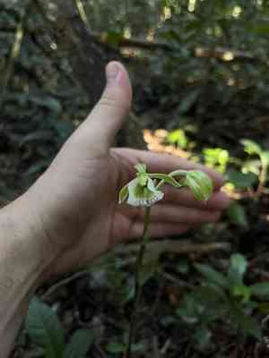 Hooded orchid(Galeandra bicarinata)