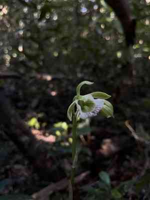 Hooded orchid(Galeandra bicarinata)
