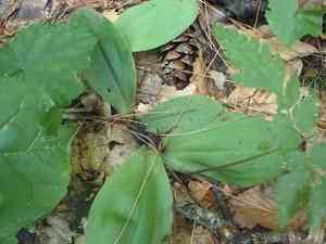 Showy orchis(Galearis spectabilis)