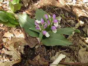 Showy orchis(Galearis spectabilis)
