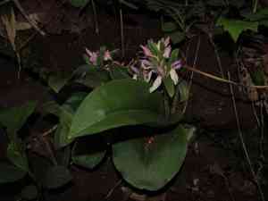 Showy orchis(Galearis spectabilis)