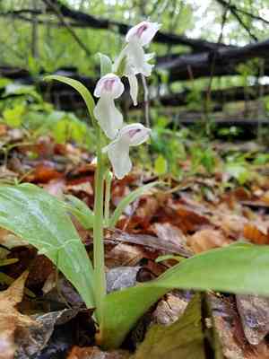 Showy orchis(Galearis spectabilis)