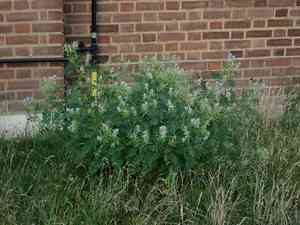 Goat's-rue(Galega officinalis)