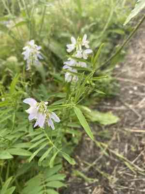 Goat's-rue(Galega officinalis)