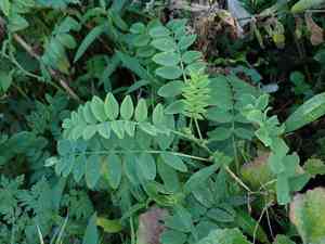 Goat's-rue(Galega officinalis)
