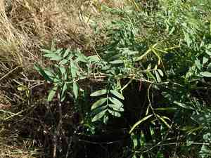 Goat's-rue(Galega officinalis)