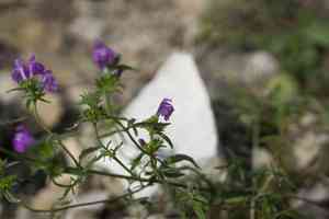 Narrowleaf hempnettle(Galeopsis angustifolia)