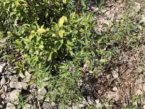 Narrowleaf hempnettle(Galeopsis angustifolia)