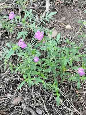 Narrowleaf hempnettle(Galeopsis angustifolia)