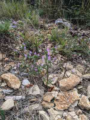 Narrowleaf hempnettle(Galeopsis angustifolia)