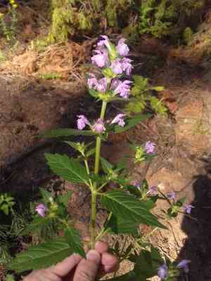 Red hemp-nettle(Galeopsis ladanum)